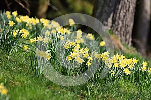 Narcis narcisy narcis narcisy kvety 